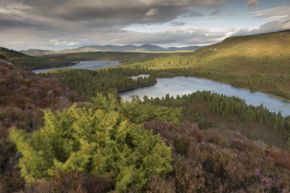 View over Rothiemurchus Forest in evening light, Scotland.